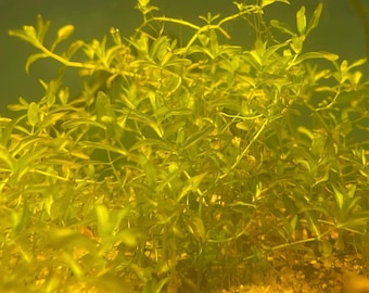 20 stems Pearlweed (Hemianthus  Micranthemoides) Live Aquatic Plant Stems, Easy Care Aquascaping