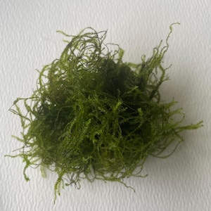 May include: A clump of vibrant green moss, with a dense, textured appearance. The moss is a bright, natural green color, and the image is taken against a white background. This moss is suitable for terrariums and other decorative uses.
