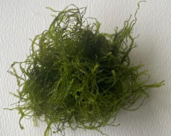 BUY 2 GET 1 FREE Java Moss (Taxiphyllum Barbieri) Aquarium Plants, Easy Care, Aquascaping, Planted Tank
