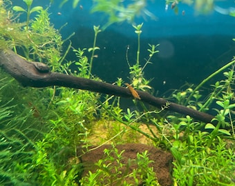 Beginner Freshwater Aquarium Plant Bundle, Easy Care - Pearlweed, Dwarf Sag, Java Moss