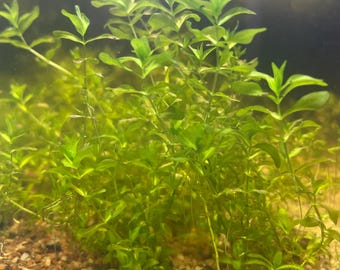 15 stems Pearlweed (Hemianthus  Micranthemoides) Live Aquatic Plant Stems, Easy Care Aquascaping