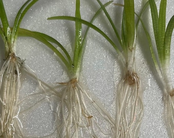 6 PACK Dwarf Sagittaria (Sagittaria Subulata) Live Aquarium Plants, Easy Care, Beginner Carpet Plant