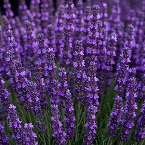 May include: A close-up of a field of lavender plants in full bloom. The image showcases numerous stalks of vibrant purple flowers with green stems and leaves. The flowers are densely packed, creating a textured and visually appealing display.