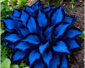 Graines d'hosta bleu noir – vivace rare mixte