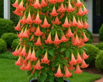 Graines Pink Angel’s Trompette – Brugmansia ornemental