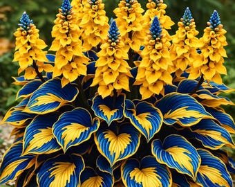 Plus de 200 graines d'hosta bleu jaune – vivace à l'ombre rare