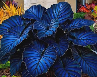 Plus de 300 graines d'hosta à planter - Plante d'ombrage vivace et rustique - Feuillage ornemental sans OGM
