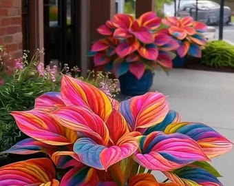 Plus de 200 graines d'hosta rares - Fleurs de jardin d'ombre vivaces