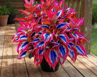 Graines d'hosta rouge blanc bleu – plante cadeau vivace d'ombre