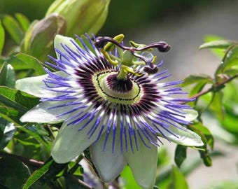 Graines de passiflore pourpre - Plante grimpante vivace exotique