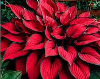 Plus de 300 graines d'hosta mélangées – Plantes couvre-sol d'ombre