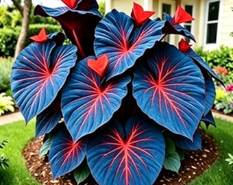 200 graines de caladium - Plantes colorées à oreilles d'éléphant