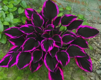 Plus de 160 graines d'hosta à planter – Plante vivace d'ombrage rustique – Feuillage ornemental sans OGM –