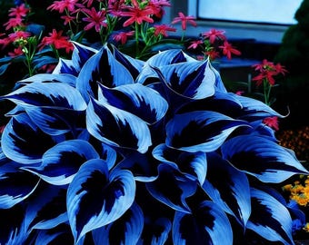 Plus de 305 graines d'hosta mélangées – Pots d'ombrage et plantes couvre-sol