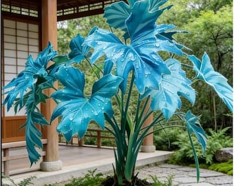 Elephant Ear Bulbs – Broad Leaf Garden Foliage