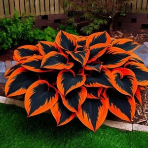 May include: A hosta plant with large, heart-shaped leaves. The leaves display a striking contrast of black centres and bright orange edges. The plant is set against green grass and other foliage, creating a colourful garden scene.