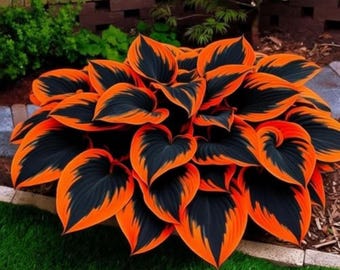 Black & Orange Hosta Seeds – Plante vivace d'ombrage