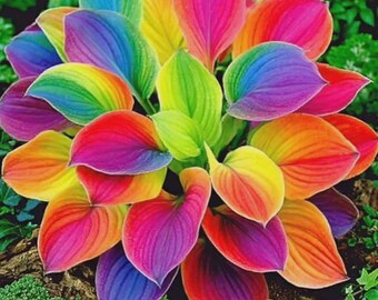 Plus de 200 graines d'hosta de couleurs mélangées – Plante d'ombrage vivace patrimoniale sans OGM
