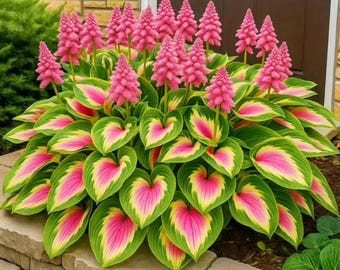 Graines de Hosta roses et vertes – Plante d'ombre à croissance rapide