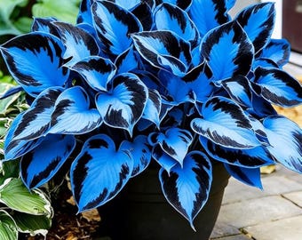 Graines de Hosta Bleu Noir – Plante vivace d'ombrage