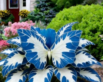 Graines d'hosta papillon bleu blanc – vivace rare