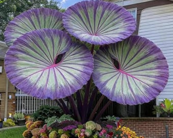 Bulbes oreilles d'éléphant - Plantes à feuillage tropical pour jardin d'extérieur