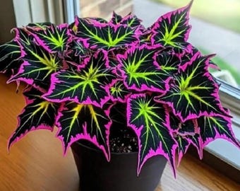 Graines de Coleus géantes – Feuillage d'ombre coloré