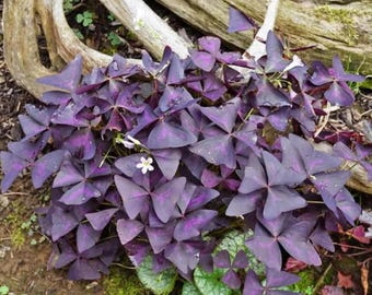 Bulbes d'Oxalis triangularis – Trèfle violet