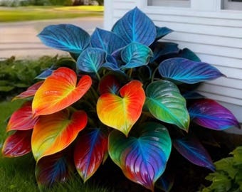 Rainbow Hosta Seeds – Jardin d'ombre coloré