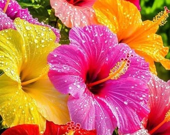 Plus de 115 graines d'hibiscus mélangées – mélange de fleurs vivaces exotiques