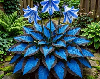 Hosta Seeds bleu et noir – Plante vivace d'ombrage