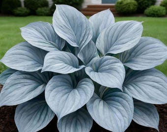 Graines d'hosta phosphorescentes bleu foncé flammes – vivace à l'ombre rare