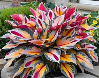 Graines Hosta de couleurs mélangées – Vivaces tolérantes à l'ombre
