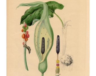 Litografía Arum coloreada a mano de 1840 de Plantae Utiliores de Mary Ann Burnett