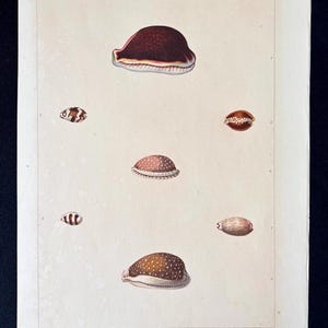 Puede incluir: Una impresión antigua con ilustraciones detalladas de varias conchas marinas. Las conchas están representadas en tonos de marrón, blanco y beige, con patrones y texturas intrincados. La impresión está en papel envejecido, con la palabra "CYPRAEA" en la parte superior.