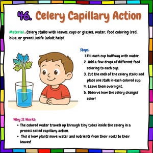 May include: Educational illustration titled "Celery Capillary Action" shows a celery stalk in blue-tinted water, a child, and instructions. The text explains how plants absorb water through capillary action, using celery and colored water.