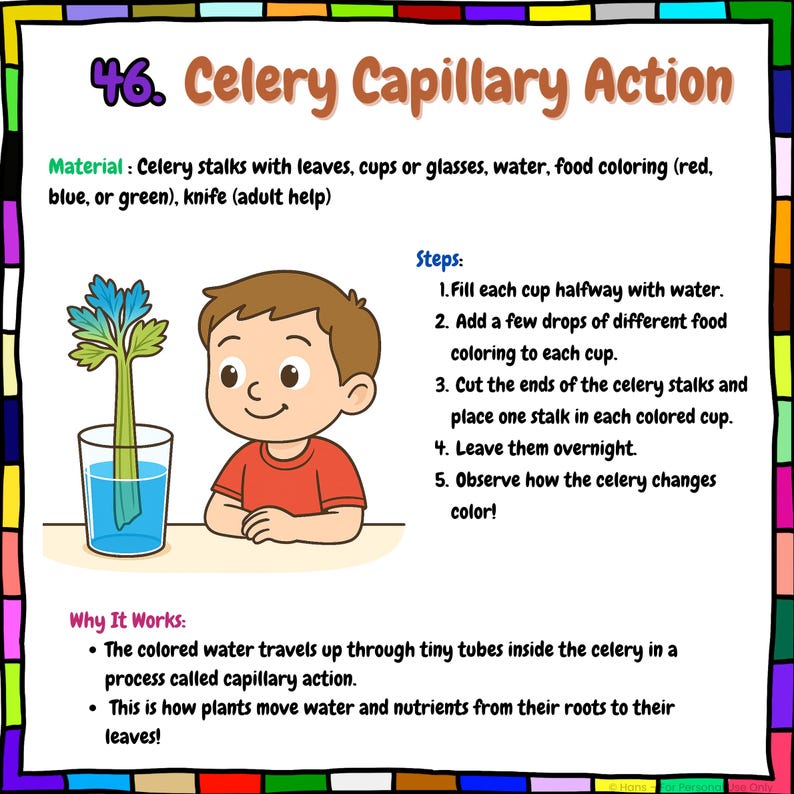 May include: Educational illustration titled "Celery Capillary Action" shows a celery stalk in blue-tinted water, a child, and instructions. The text explains how plants absorb water through capillary action, using celery and colored water.