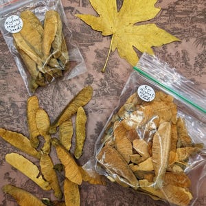 May include: An overhead shot features Bigleaf Maple seeds in clear plastic bags, alongside loose seeds and a large yellow maple leaf. The bags are labeled with the number of seeds. The seeds are a light brown color.