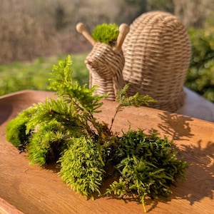 May include: A wooden tray holds vibrant green moss and a decorative woven snail figurine. The snail has a textured, light brown shell and a small green plant on its head. The scene is set outdoors with natural light.