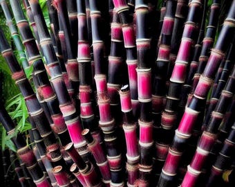 Cana-de-açúcar preta vietnamita cultivada organicamente