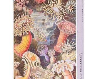 Actiniae – Ernst Haeckel