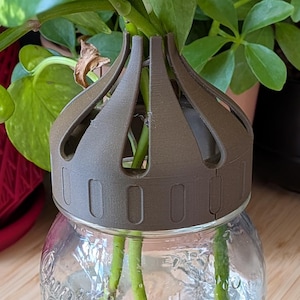 Può includere: Un barattolo di vetro trasparente con acqua e talee di piante, sormontato da un coperchio marrone per la propagazione delle piante. Il barattolo è su una superficie di legno, con piante verdi sullo sfondo.