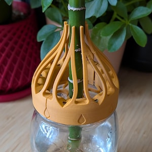 Puede incluir: Un tarro de vidrio transparente con agua, que contiene un tallo de bambú verde. Una estructura de color amarillo anaranjado, similar a una jaula, se encuentra en la parte superior del tarro. El tarro está sobre una superficie de madera, con plantas verdes en el fondo. El tallo de bambú mide unos 25 cm de alto.
