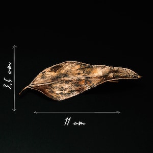 Könnte beinhalten: Ein bronzefarbenes, blattförmiges Dekorationsobjekt. Das Blatt ist 11 cm lang und 3,5 cm breit. Das Blatt hat eine strukturierte Oberfläche und ist vor einem schwarzen Hintergrund platziert.