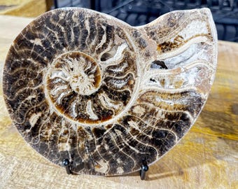 Polished Ammonite Fossil Choffaticeras with Stand – Cretaceous Fossil from Morocco – Natural Fossil Decor, Collector Piece