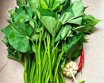 Sweet Potato Vine Cuttings | EDIBLE LEAF ONLY Variety,Produces No Tubers-Continuous Edible Sweet Potato leaves-Perennial organic vegetables
