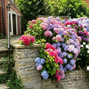 May include: A large, vibrant hydrangea bush featuring clusters of flowers in shades of pink, magenta, light blue, and lavender. The plant grows over a stacked stone wall next to a set of stone steps leading to a brick building with a white door.