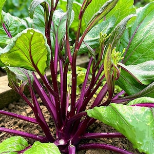Hon Tsai Tai Hong Cai Tai Seeds | Wuhan Heirloom Purple Yu Choy Sum, Chinese Red Stem Flowering Cabbage, Asian Home Garden Non GMO