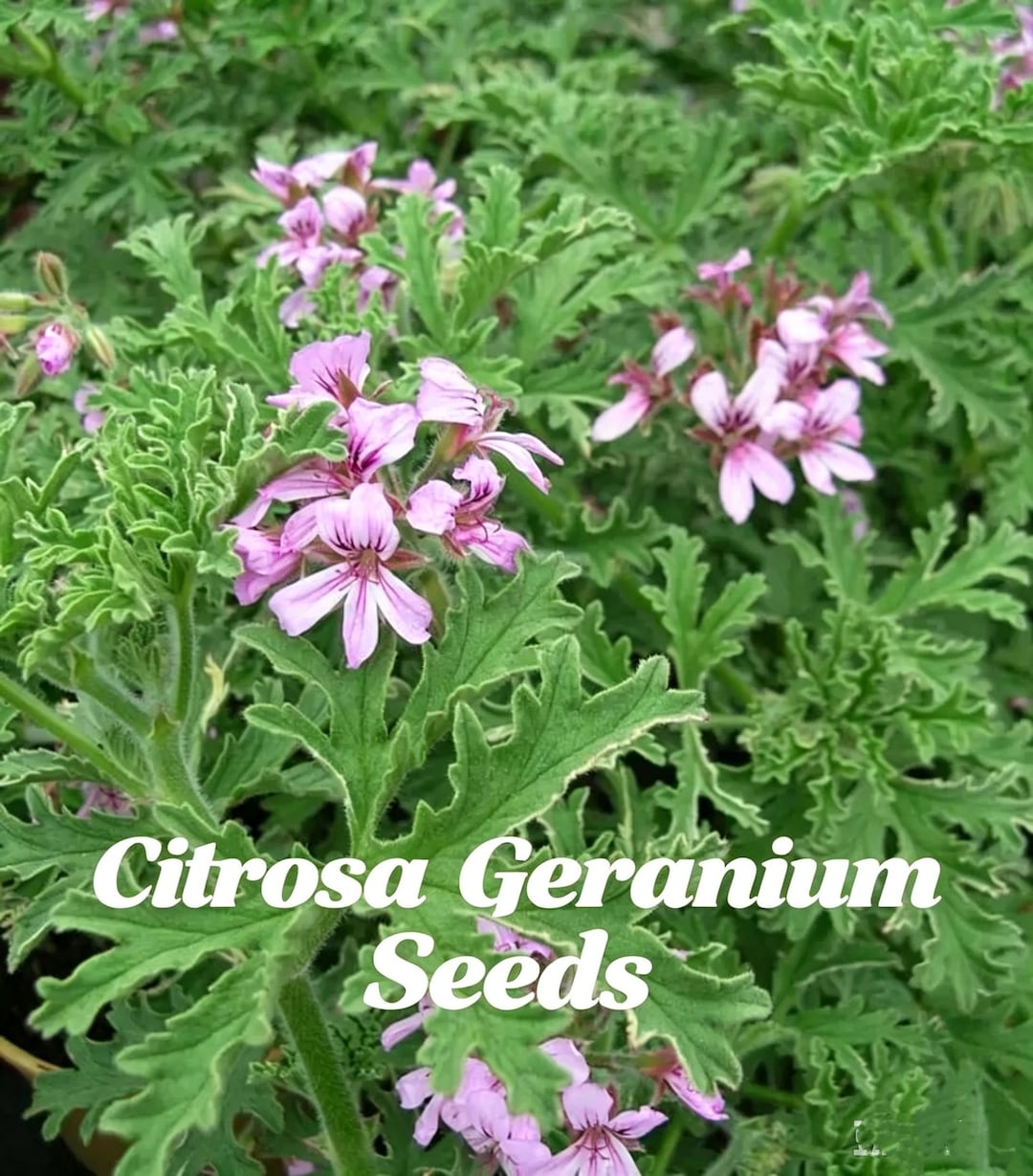 200+citrosa Geranium Seeds-mosquito Repelling Grass Citronella Seeds ...