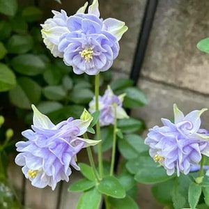 Misty Blue-Pulple Double Seeds -Double Columbine Seeds — Christa Barlow Seeds-50 Seeds -Perennial-Easy to Grow